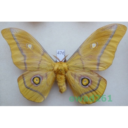 Gonimbrasia krucki Hering, 1930 male ex. pupa Kenya 134mm47d